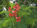 Flowers at Anse Chastanet